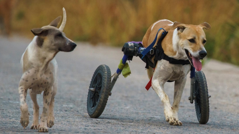 Dos perros de la fundación pasean juntos.