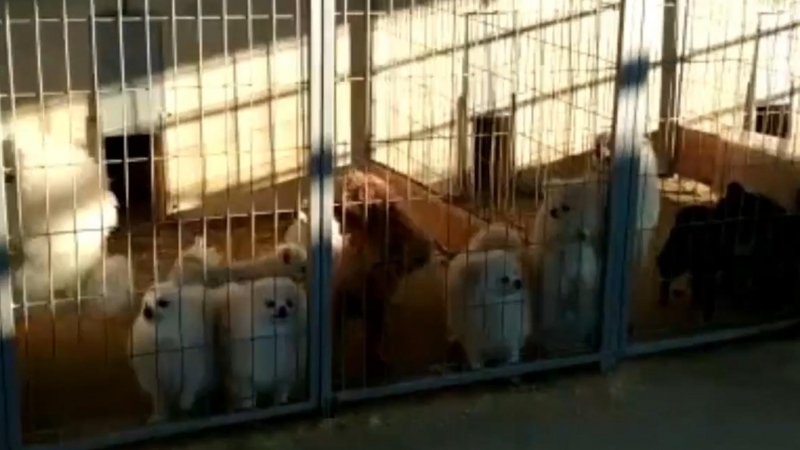 La Guardia Civil halla un criadero donde cortaban cuerdas vocales a perros