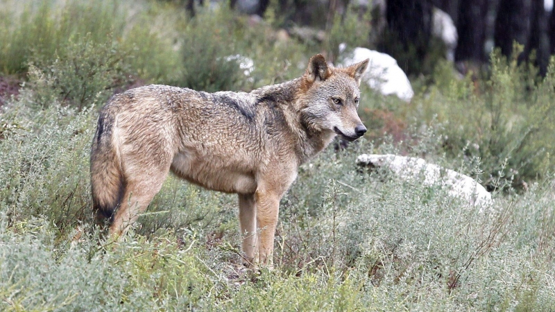 Imagen de archivo de un lobo.