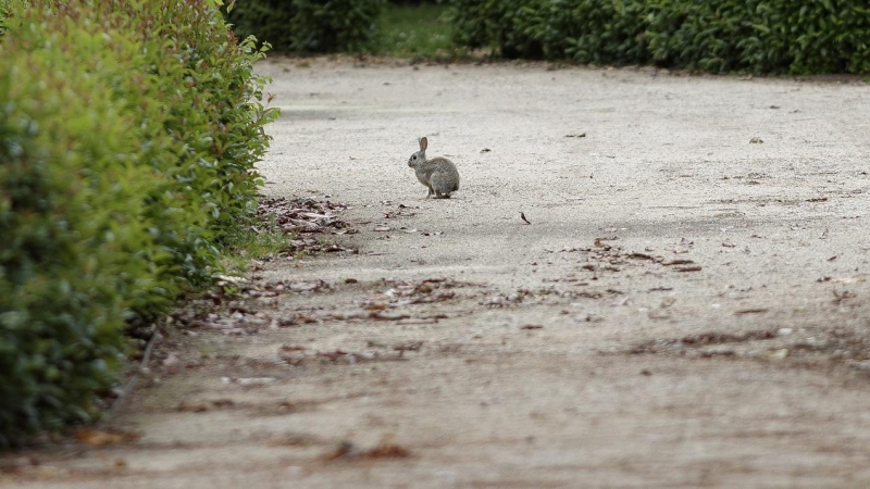 Un conejo camina por los Jardines de El Buen Retiro en Madrid.