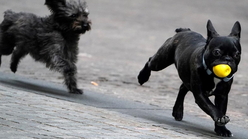 Dos perros juegan con una pelota en la calle.