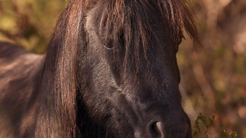 RIBA, la poni de raza pottoka, abatida por un cazador en el Parque de Garraf