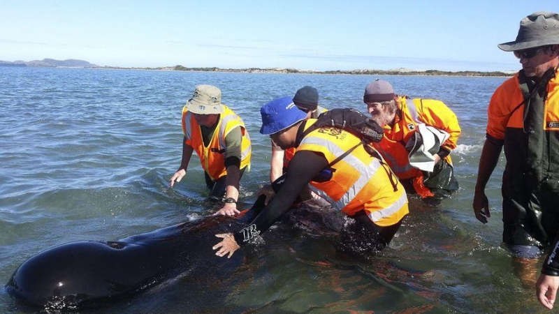 Unas cincuenta ballenas se quedan varadas en una playa de Nueva Zelanda.