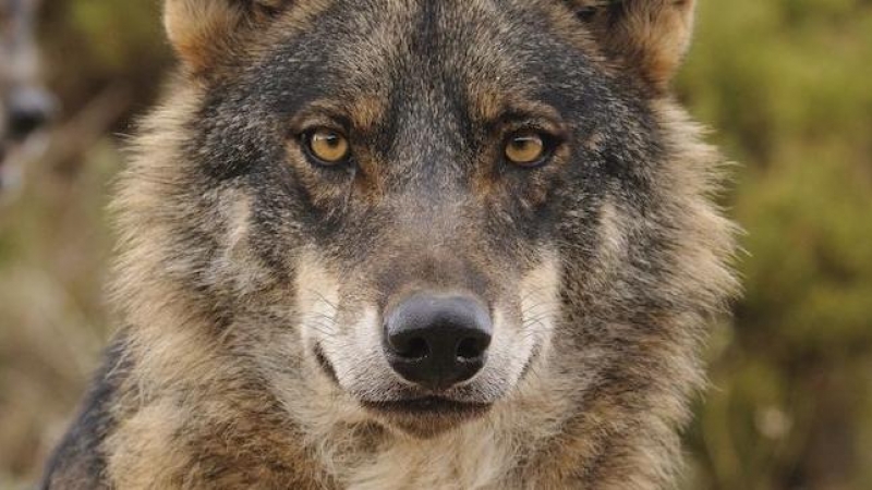 La protección del lobo vuelve a encender el debate político.