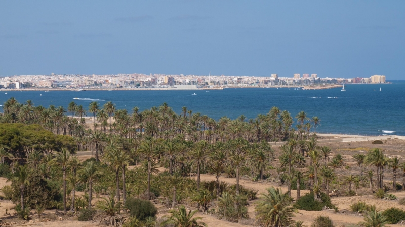 El palmeral de Ferrís, uno de los pocos espacios libres de cemento que quedan en el frente litoral.