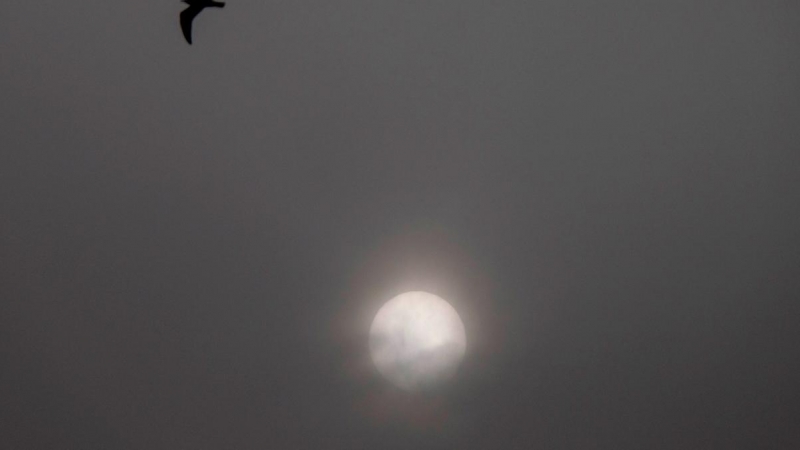 Calima, sol, pájaro, Polvo africano cubre las Illes Balears, que han amanecido con calima y temperaturas en ascenso.