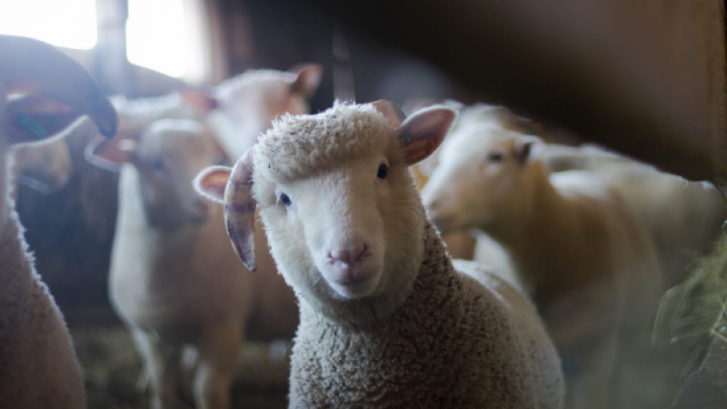 Foto de archivo de una oveja en una granja.
