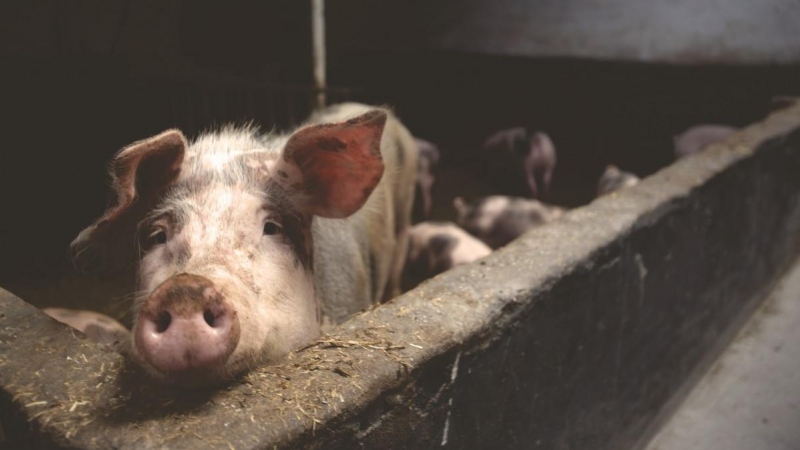 Imagen de archivo de un cerdo en una granja. - PxHere (CCO)