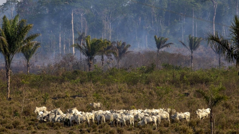 El ganado pasta junto a una zona quemada por un incendio en la selva amazónica, en el estado de Pará, Brasil.