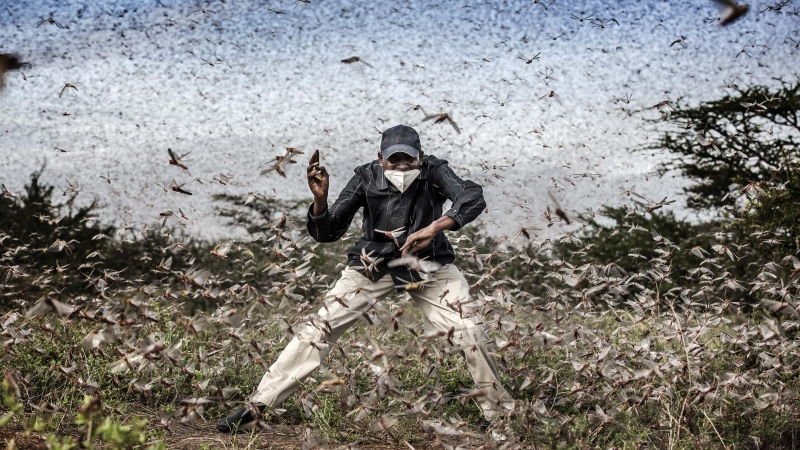 Nominada a foto del año World Press Photo. Lucha contra la invasión de langostas en África oriental.