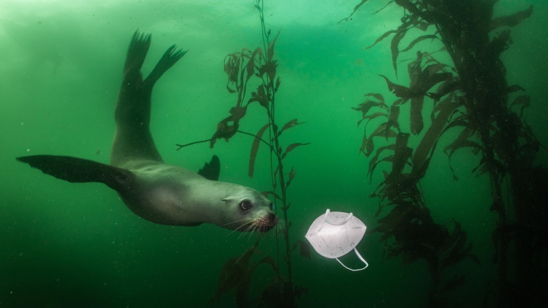 Medio Ambiente, individual: León marino de California juega con una máscara.