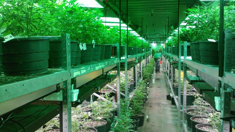 Imagen recurso de una plantación de marihuana en Colorado, EEUU. - Pixabay