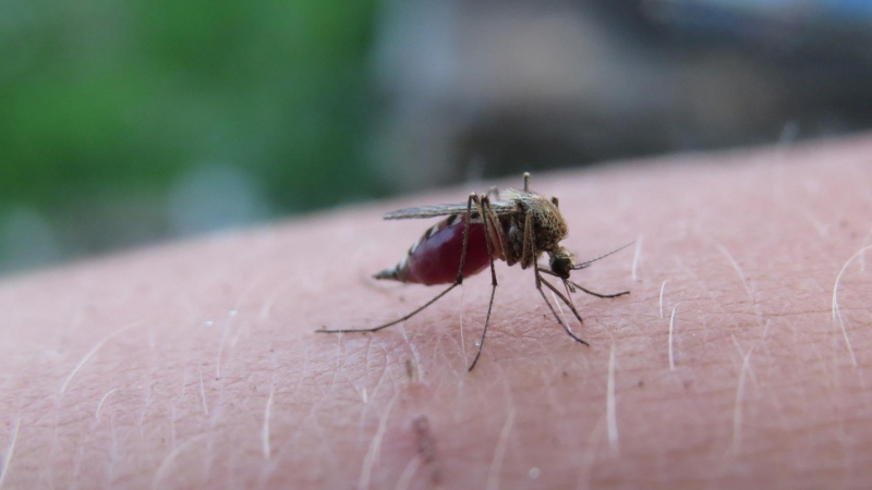 Foto de un mosquito picando a una persona.