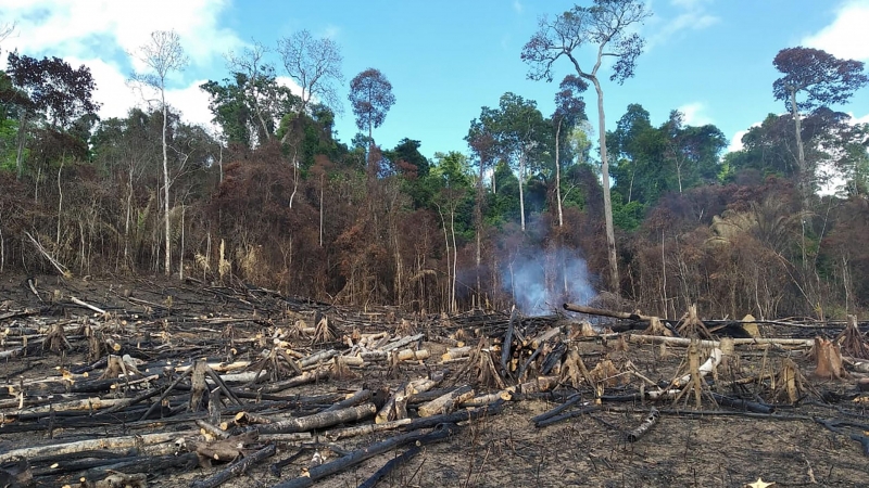 La deforestación ilegal en Brasil ha sufrido el peor mes de marzo de los últimos diez años. - ASCOM SEMAS PARÁ