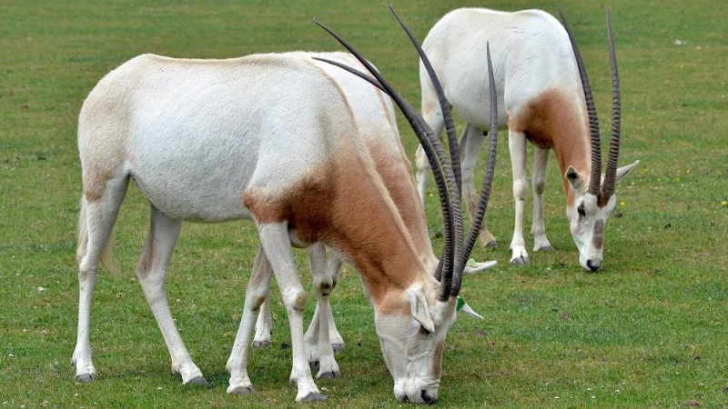 Imagen de un Oryx blanco.