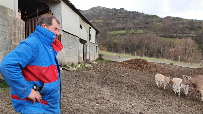 Rafelet Casal, fotografiado junto a sus vacas en Castanesa.