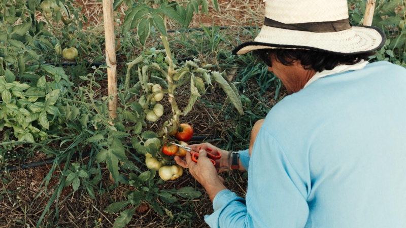 Granja ecololgica S’Estació de Fruitera, en  Santa Gertrudis.