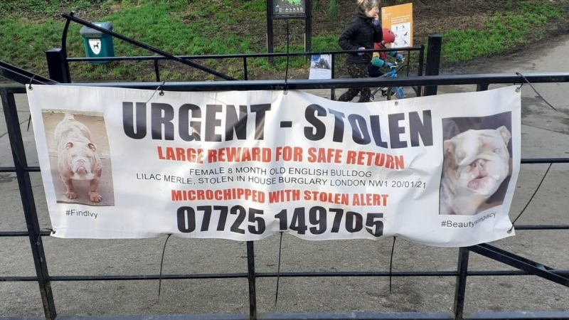 Una pancarta en Hampstead Heath por un perro robado.