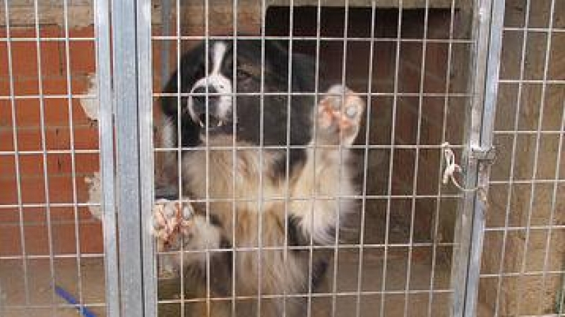 Los perros encontrados por la Guardia Civil.