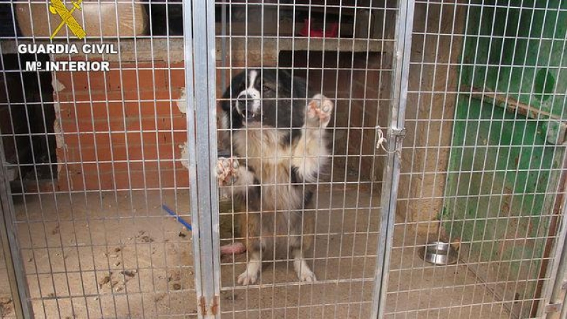 Los perros encontrados por la Guardia Civil.