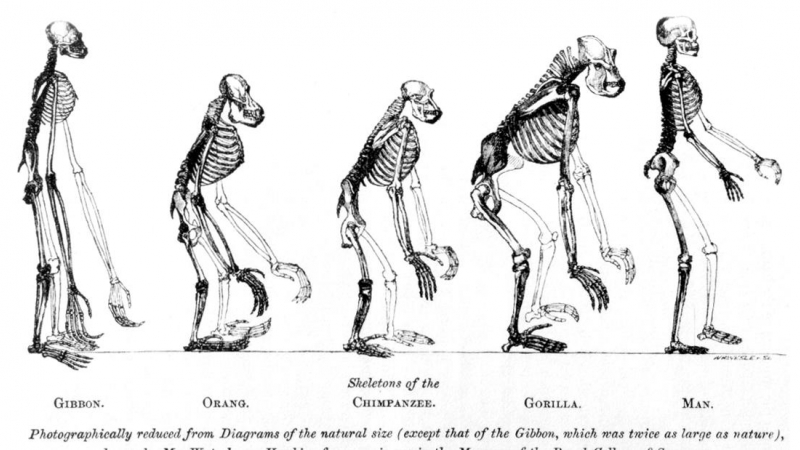 Evolución del hombre