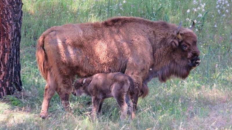 La cría de bisonte europeo junto a su madre.