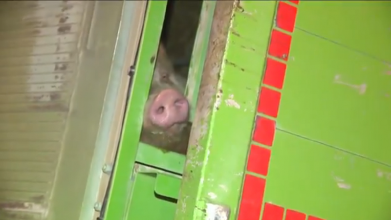 Uno de los cerdos atrapado en el camión que ha volcado en la madrugado del miércoles en la A-2
