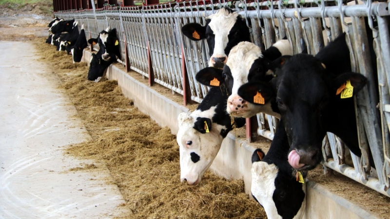 Vaques en una granja de Malla, a Osona.