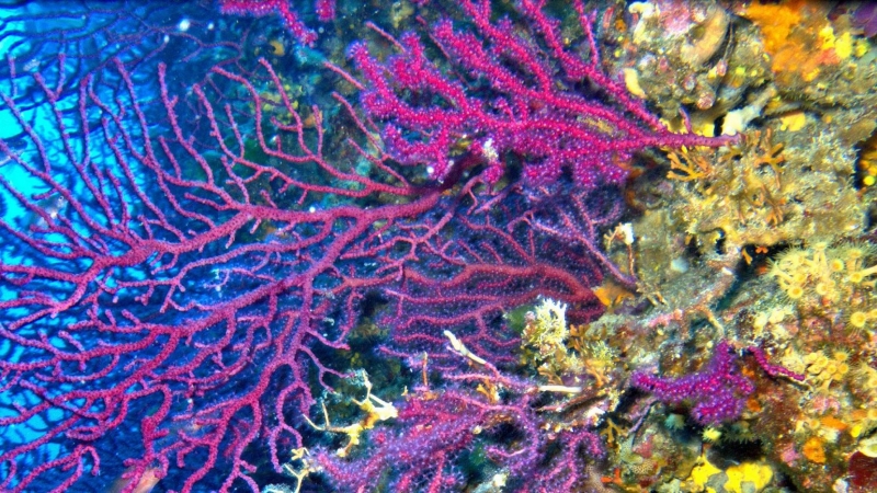 Un coral marino.