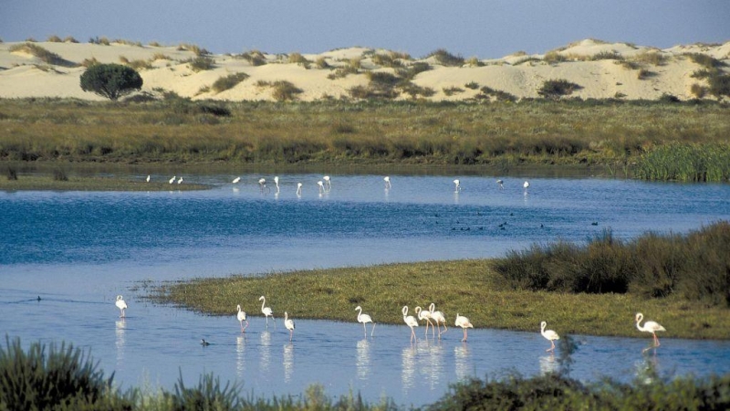 Parque Nacional y Natural de Doñana