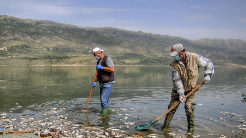 Voluntarios sacan con pala peces carpa muertos del lago Qaraoun en el valle de Beqaa en el este del Líbano