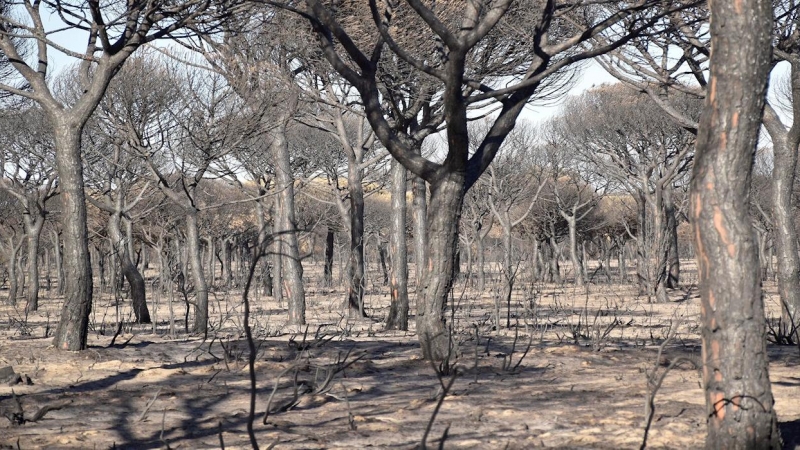 Foto de archivo del incendio registrado en Doñana en 2017.