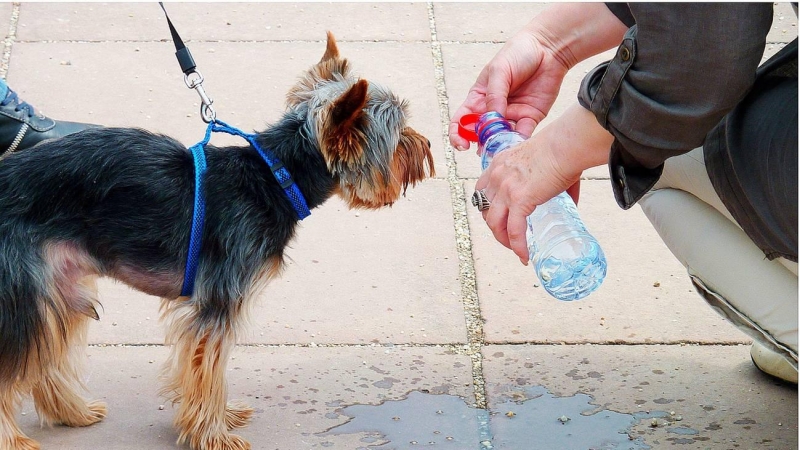 Perro bebiendo agua de una botella.