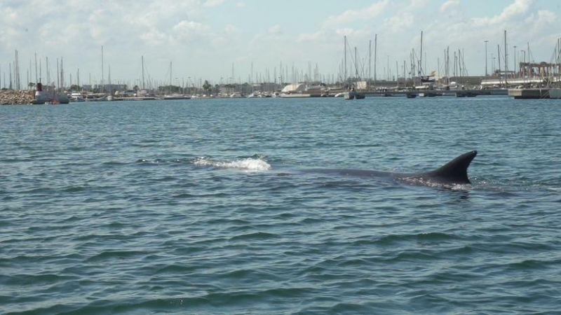 Imagen facilitada desde la Fundación Oceanogràfic de la ballena de 18 metros que ha logrado volver a mar abierto tras estar varada en aguas del Náutico de València.