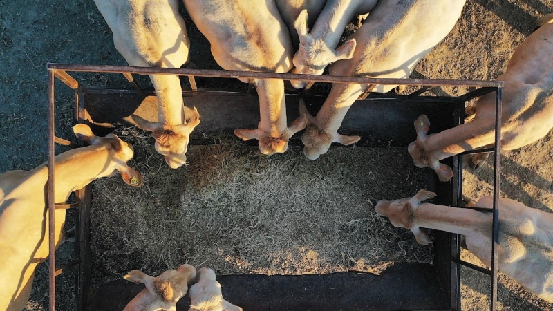 Imagen tomada desde un dron donde varias vacas se alimentan de paja en un prado de la localidad de Erdozain.