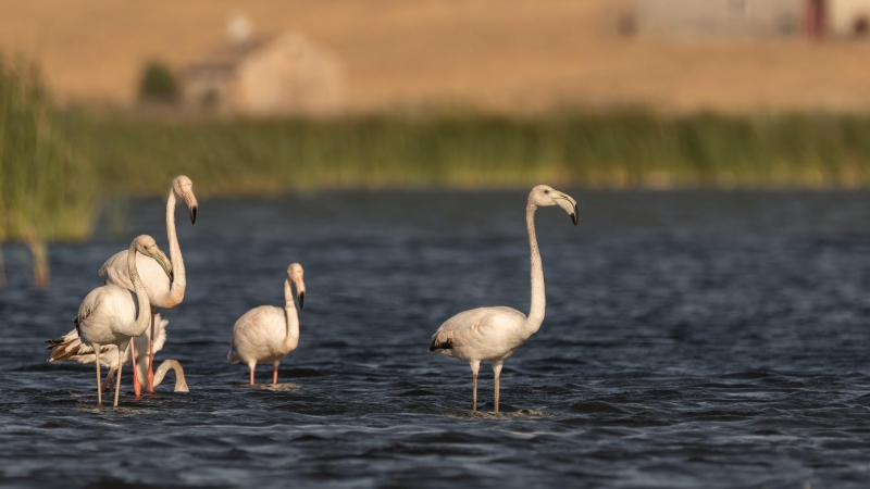 Imagen recurso de un grupo de flamencos sobre el agua. - UNSPLASH