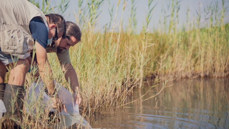 Dos tècnics alliberen peixos al Delta del Llobregat.