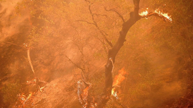 Las llamas devoran un árbol en el incendio del Parque Nacional de Plumas.