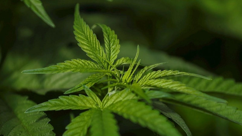 Fotografía de plantas de cannabis el 22 de julio de 2021, en la emoresa CannAndes, en Tabacundo (Ecuador).