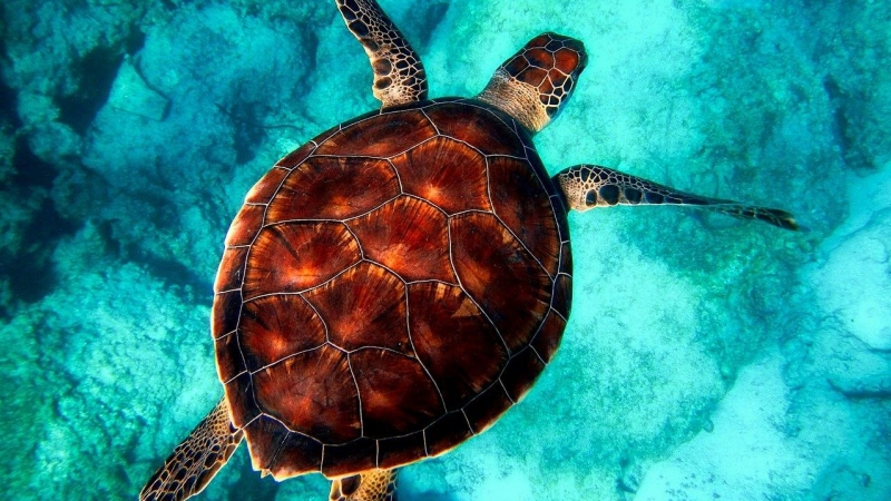 Una tortuga nadando por el fondo marino.