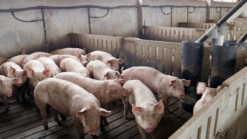 Una granja de porcs d'Alcarràs.