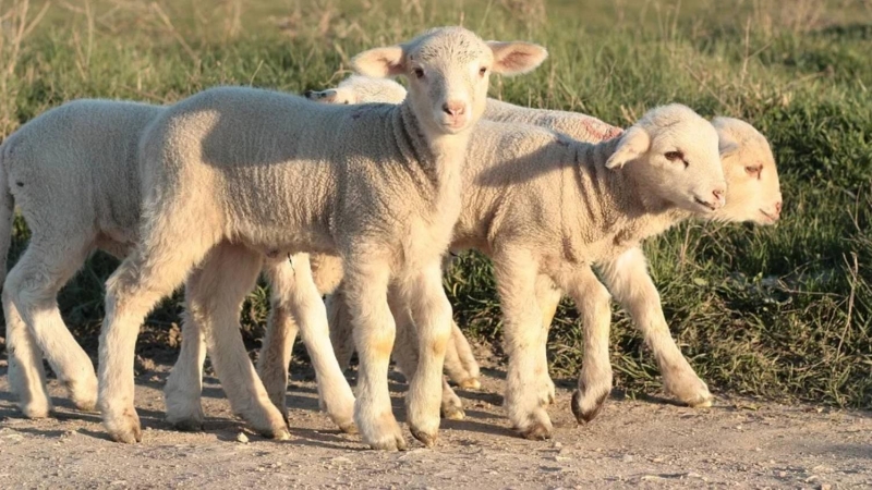 Corderos fantasmas y tierras okupadas: la millonaria picaresca agraria en torno a los fondos de la UE