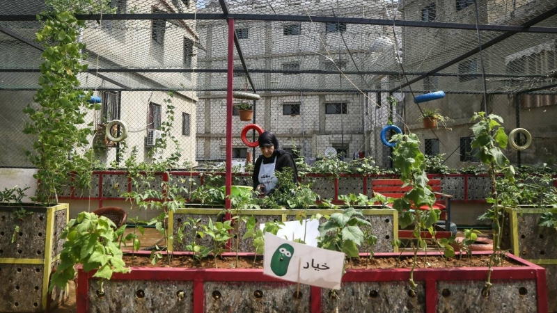Los agricultores de Líbano se pasan al Cannabis al no poder costear el resto de cultivos
