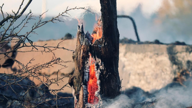 Un tocón de un árbol incendiado.