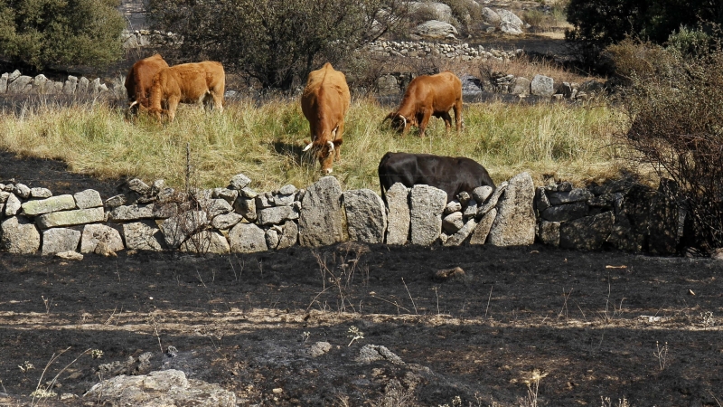 Unas vacas cerca de terreno calcinado en el incendio en el término abulense de Navalacruz.