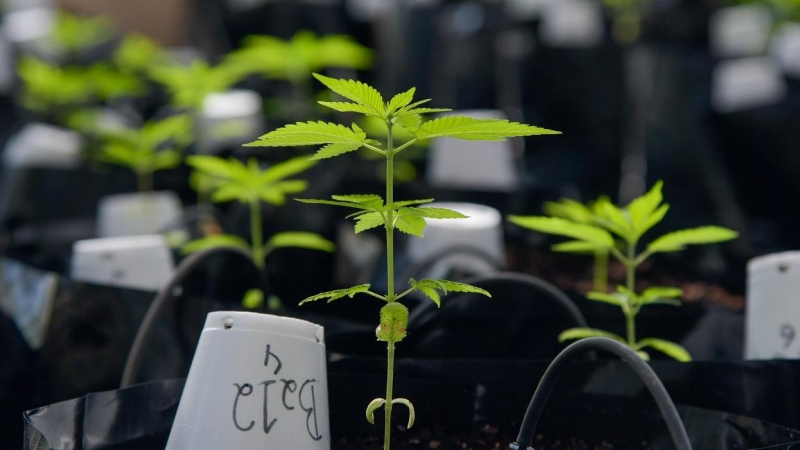 Una plantación de cannabis dentro de un invernadero de la Universidad Federal de Vicosa, en el estado de Minas Gerais, Brasil. REUTERS / Washington Alves