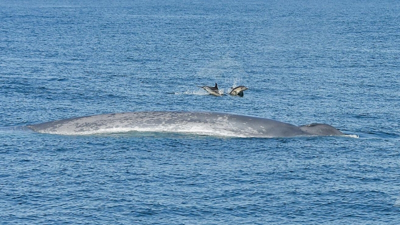 Las ballenas azules, gigantes del mar, vuelven a Galicia