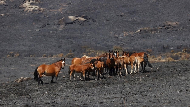 Vista general de la zona afectada por el incendio forestal que el pasado sábado se declaró entre los municipios abulenses de Navalacruz y Cepeda de la Mora, que es el más grave declarado en Castilla y León en los últimos 40 años.