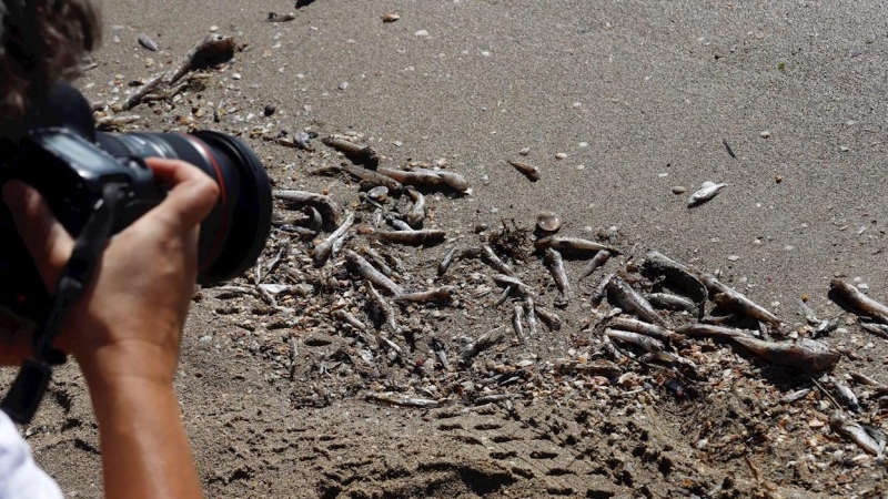 Peces muertos aparecen en las orillas de las playas del Mar Menor