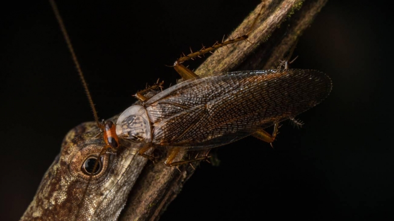 Fotografía de una cucaracha bebiendo las lágrimas de un lagarto en marzo de 2019 en la Amazonía ecuatoriana.